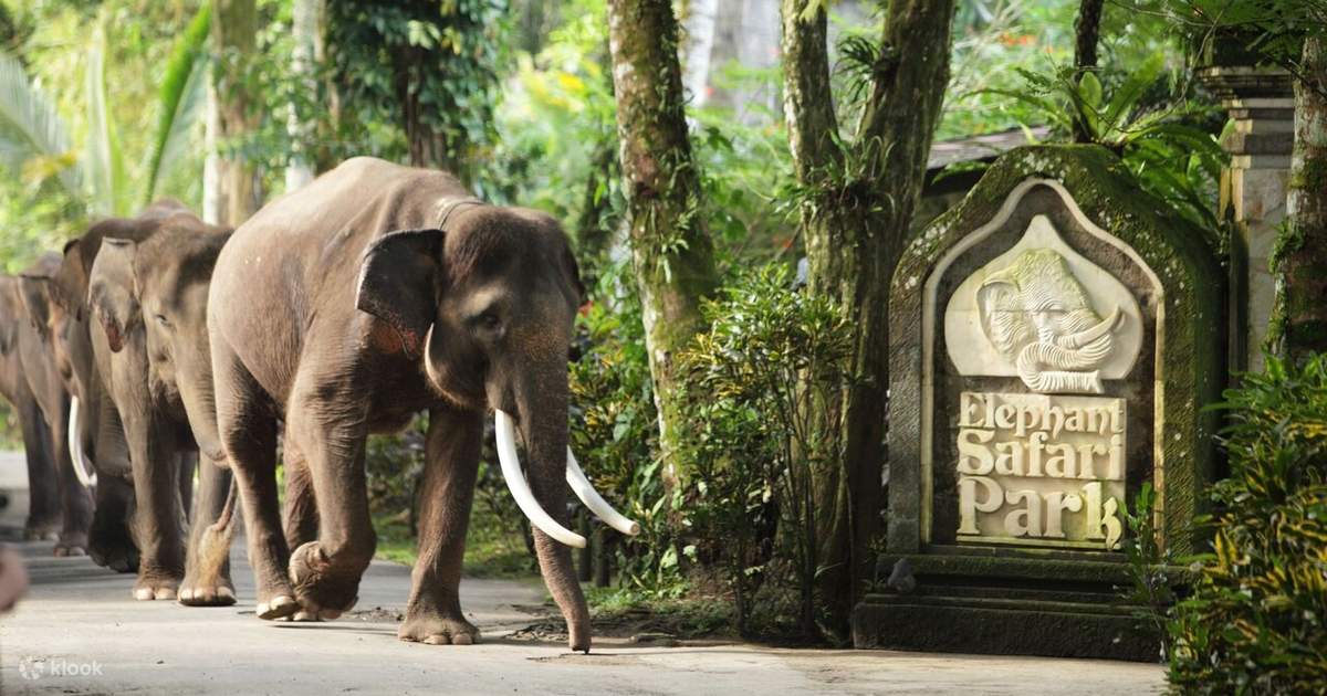 elephant safari park bali cruelty